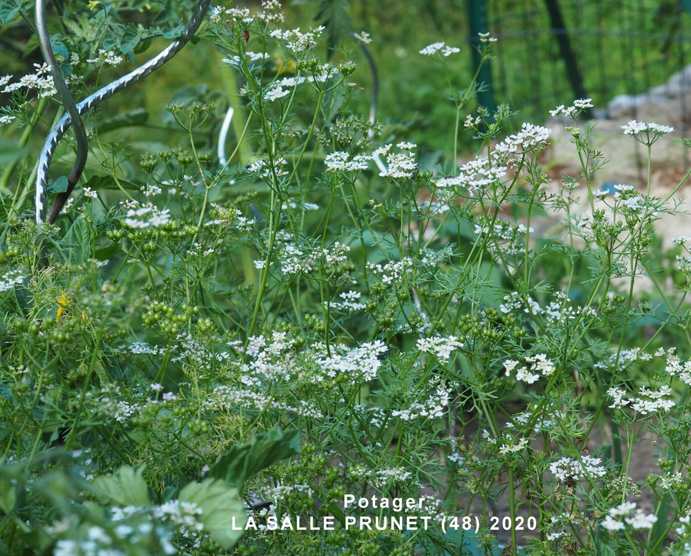 Coriander plant